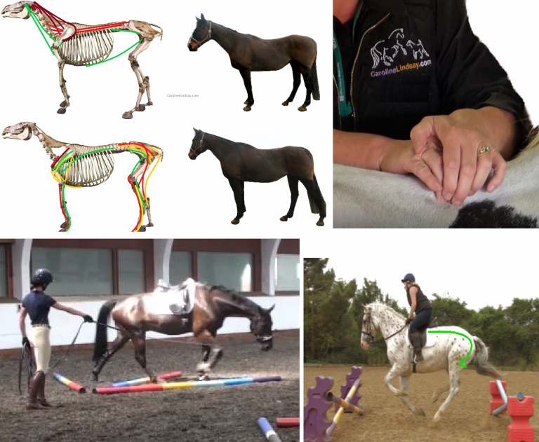 Equine Chiropractic Manipulation Myofascial Mobilisation Techniques 12 hour Webinar Replay (10 Languages)