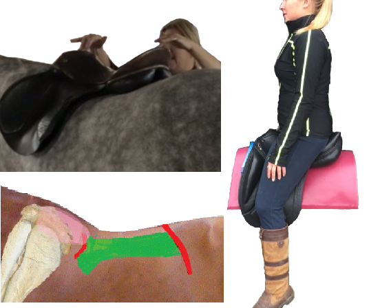 Saddle & Bridle Fit Checking (Top Up) 5 Session Webinar Series. Accredited Certification