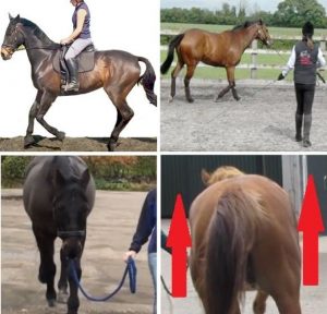 Recognising Equine Lameness & Compensatory Gait Webinar Replay (10 Languages)