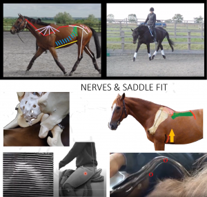 Applied Horse Saddle Rider Kinetic Anatomy for Professionals (10 Languages)