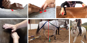 Equine Chiropractic Manipulation Myofascial Mobilisation Methods Online with In Person Practise
