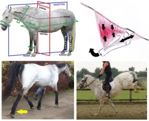 Webinar 15 Aug 19.00 - Learn How to 'See' Equine Postural 'Power Leaks'