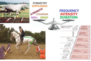 Applied Equine Muscle Conditioning Theory & Practice 4.5 hour Webinar Replay (10 Languages)